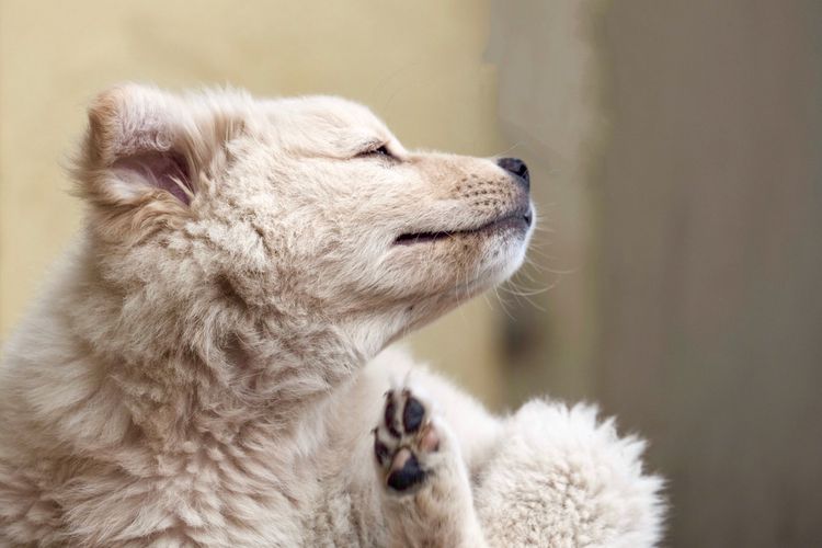 Human Dander Allergies in Dogs