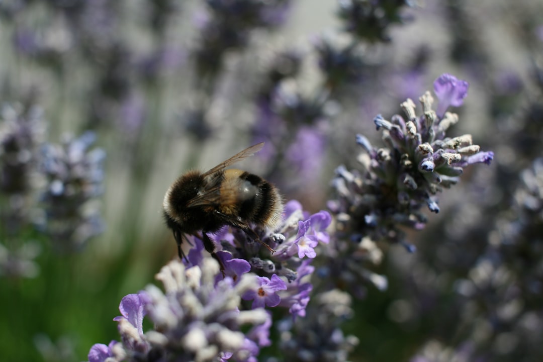 Unleashing the Magic of a Sensory Garden