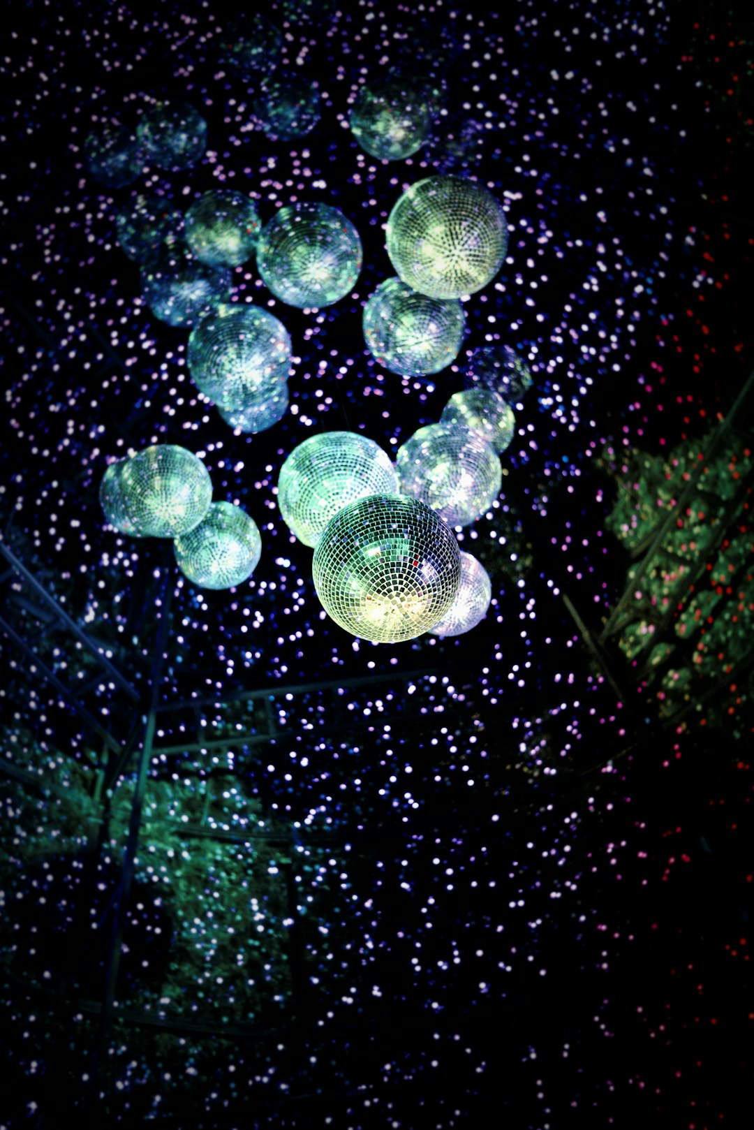 Orchids on display in a shop