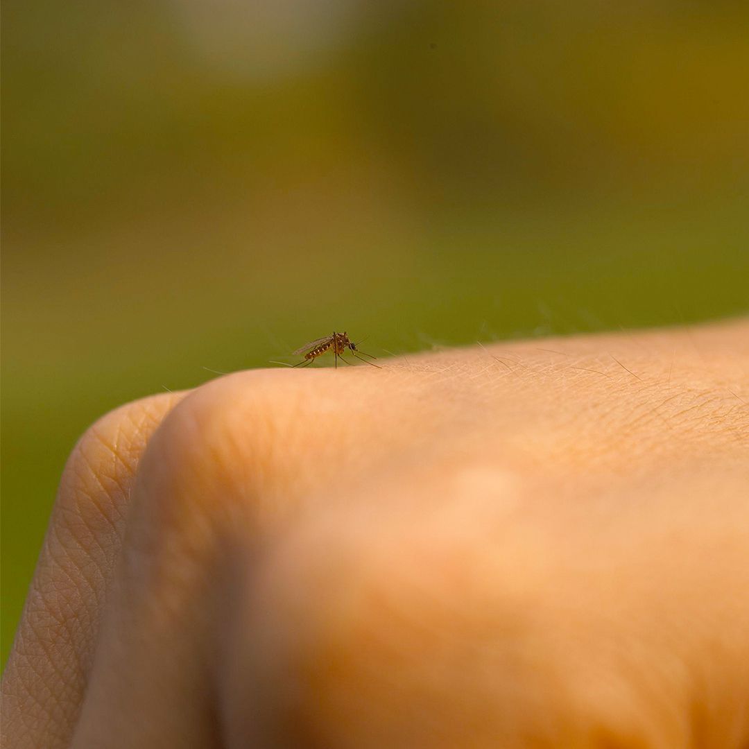 How to Repel Mosquitoes from Your Yard