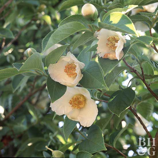 How to Plant and Grow Japanese Stewartia