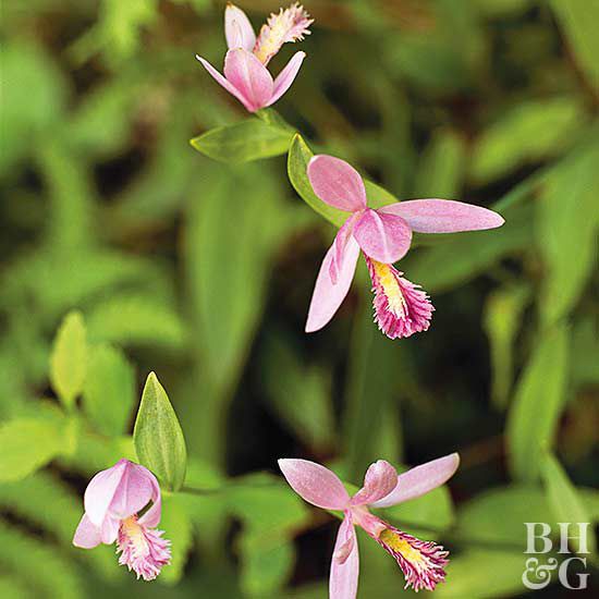 How to Plant and Grow Chinese Ground Orchid