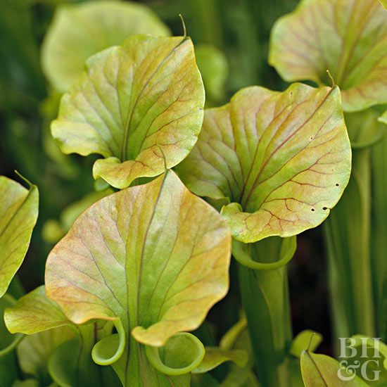 How to Plant and Grow Pitcher Plant