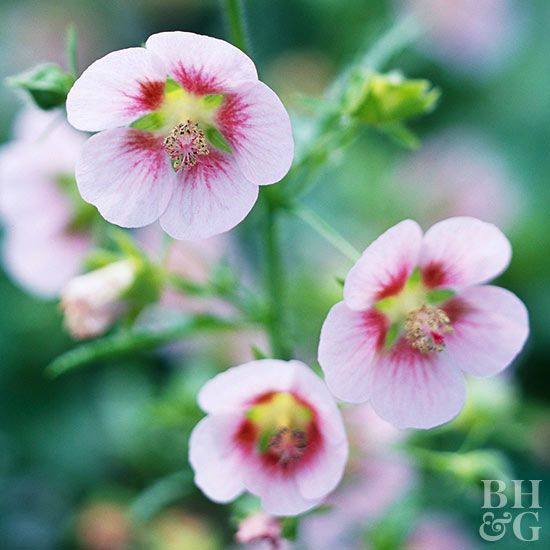 How to Plant and Grow Cape Mallow