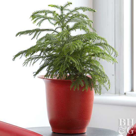 How to Plant and Care for Norfolk Island Pine