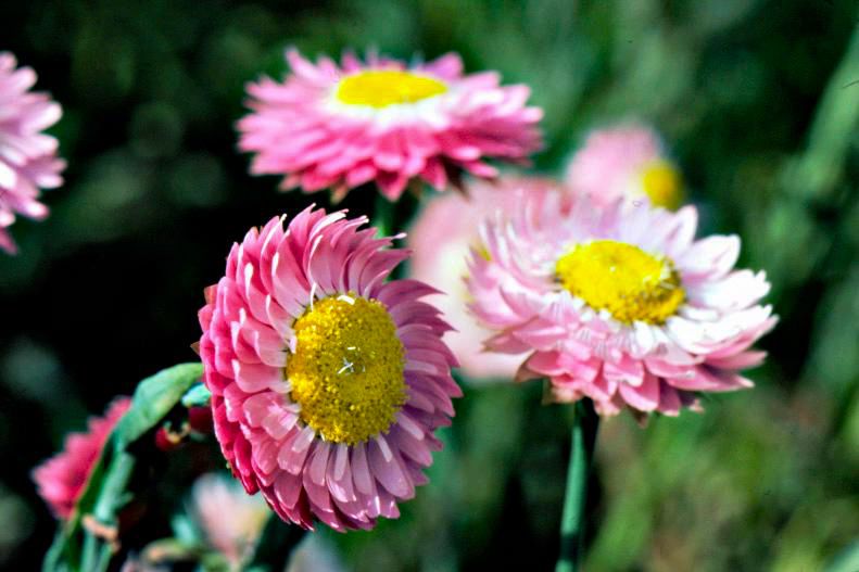 The 15 Best Flowers for Dried Arrangements You Can Grow at Home
