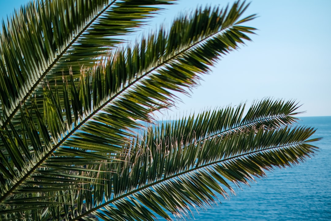 Orchids on display in a shop