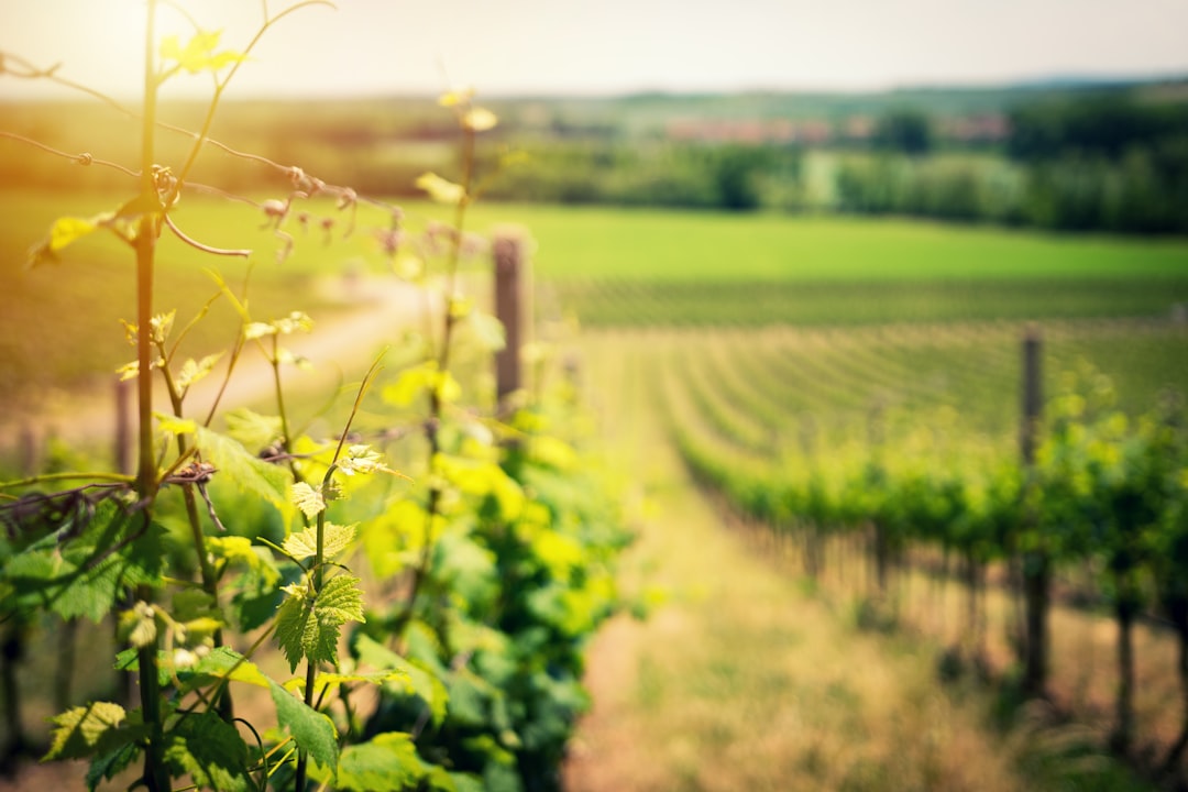 Unleash Your Senses with Wine-Paired Delights