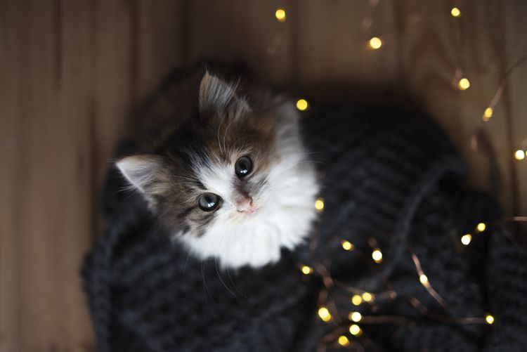 64 Magical Disney Cat Names 64 Magical Disney Cat Names