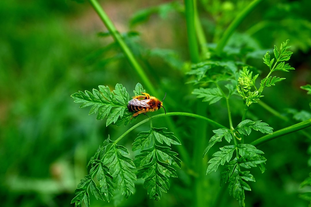 Unveiling the Quick - Yielding Fruits for Your Garden