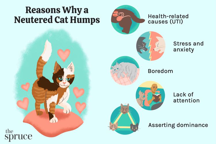 Cat Humping: Why a Neutered Cat Still Mounts Cat Humping: Why a Neutered Cat Still Mounts