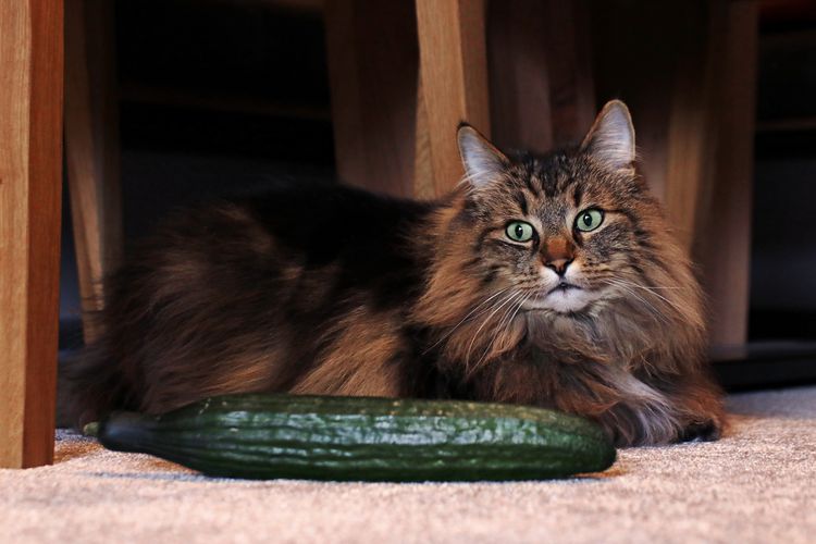 Why Are Cats Scared of Cucumbers?
