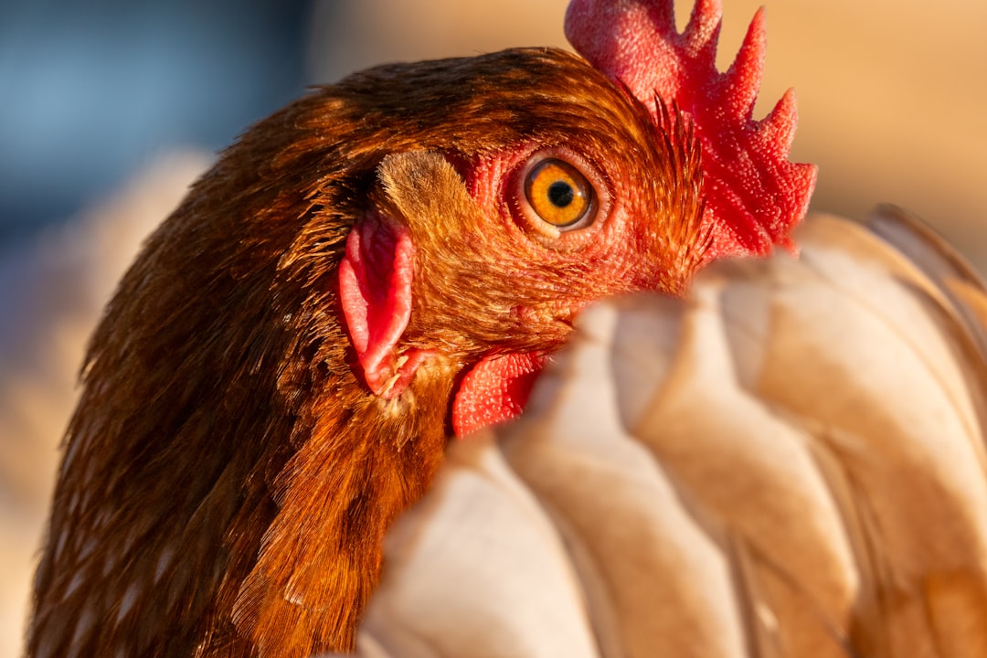 The Art of Creating a Crispy Coating for Your Chicken
