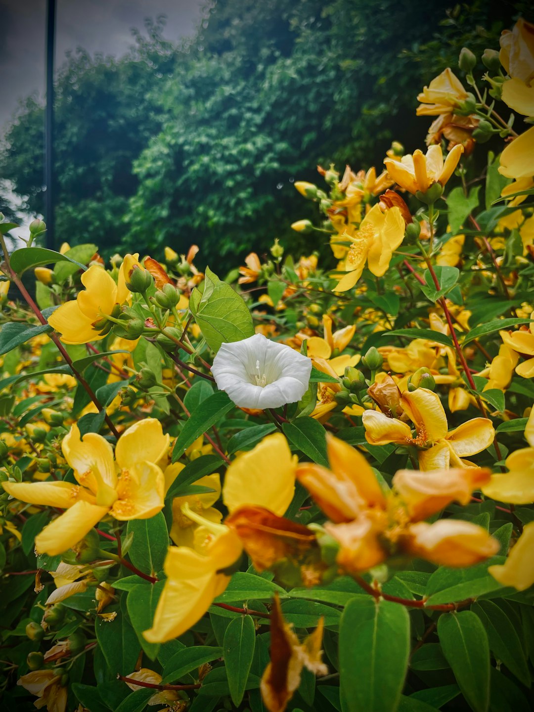 Orchids on display in a shop