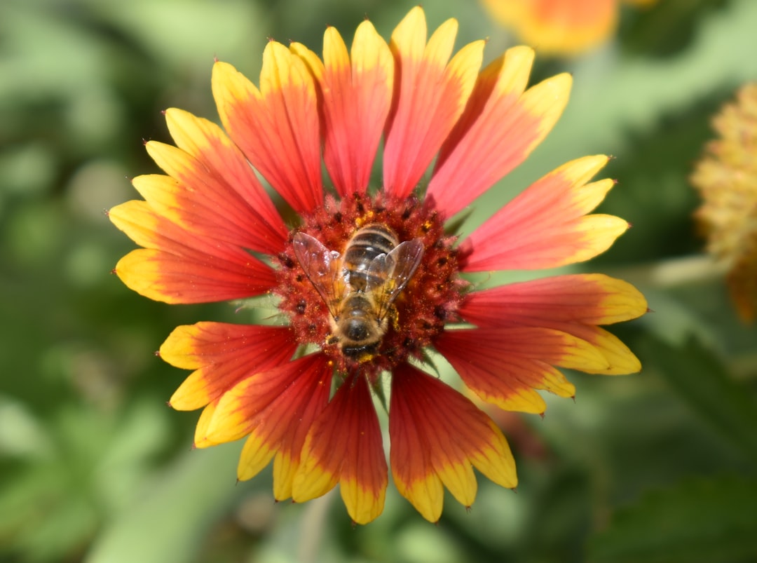 Transform Your Garden into a Butterfly Paradise