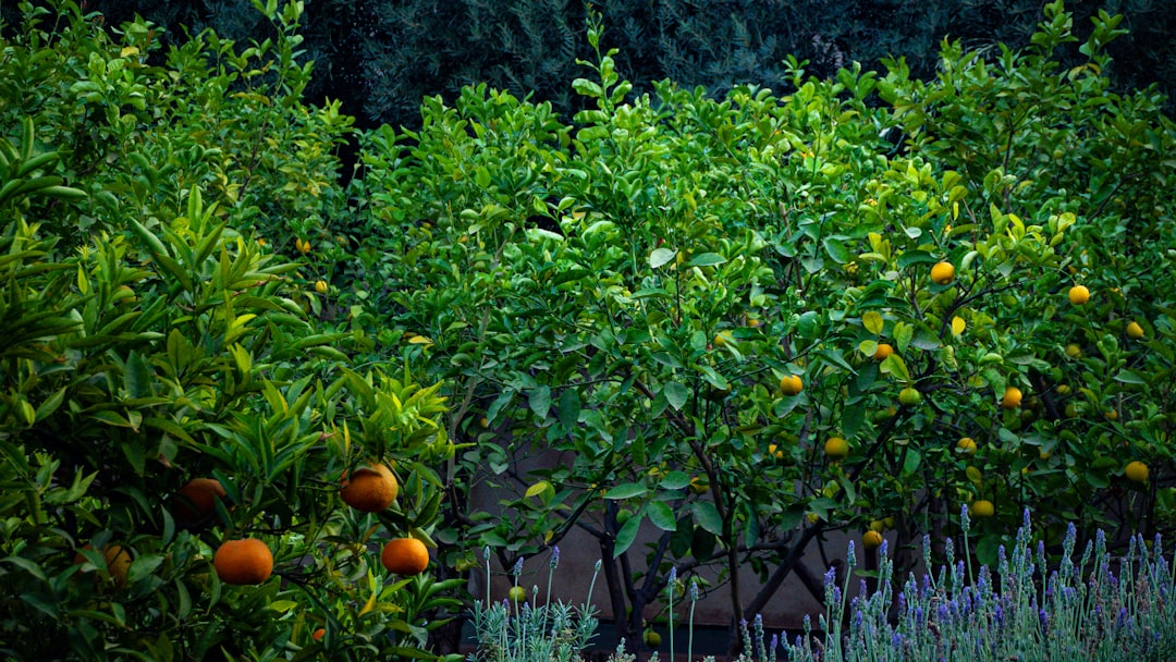The Secret to a Thriving Yard: Layered Raised Beds