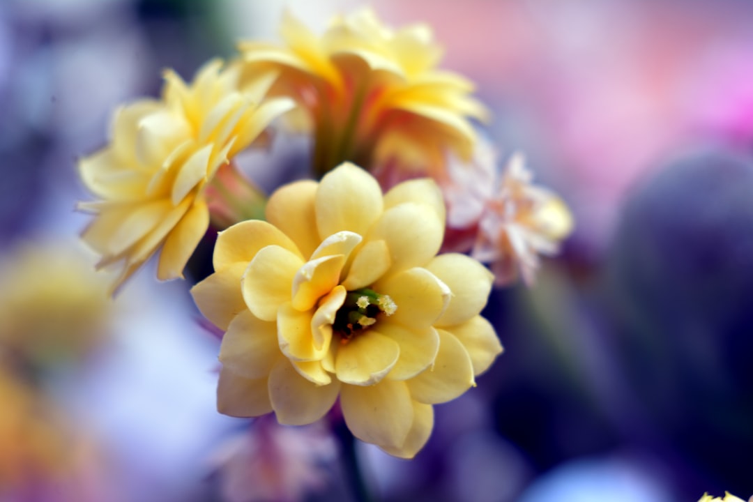 Transform Your Space with Window Box Magic