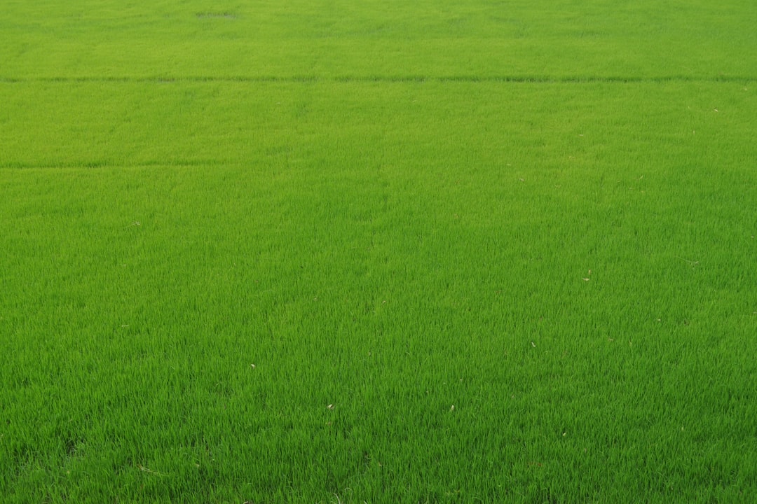 Transform Your Small Space with a Colorful Drought - Resistant Garden