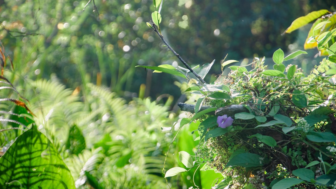 Bringing the Outdoors In: A Guide to Stunning Houseplants