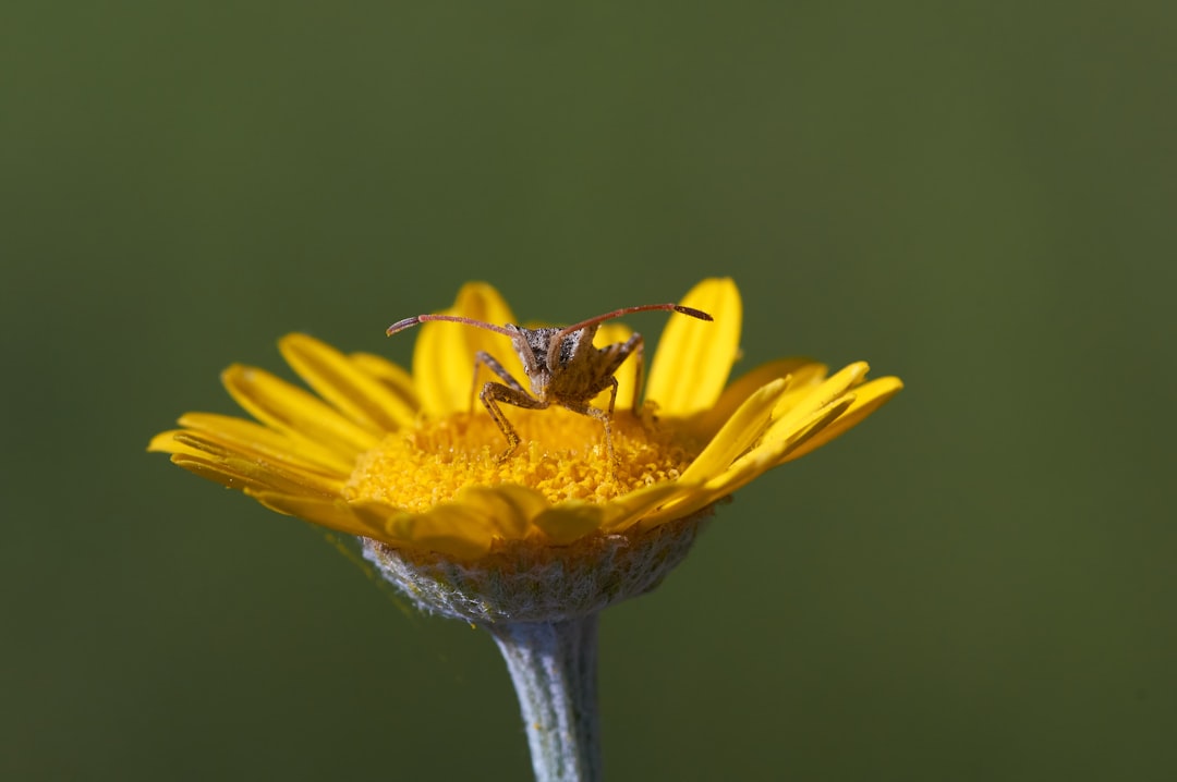Compost Magic: Transforming Your Lawn Naturally