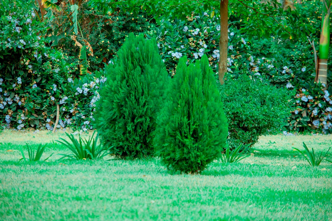 Safeguarding Your Garden from Groundhog Havoc