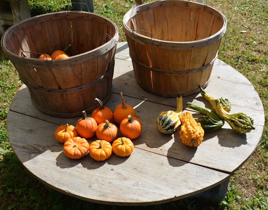 The Enchanting Allure of Mexican Sunflowers in Your Garden