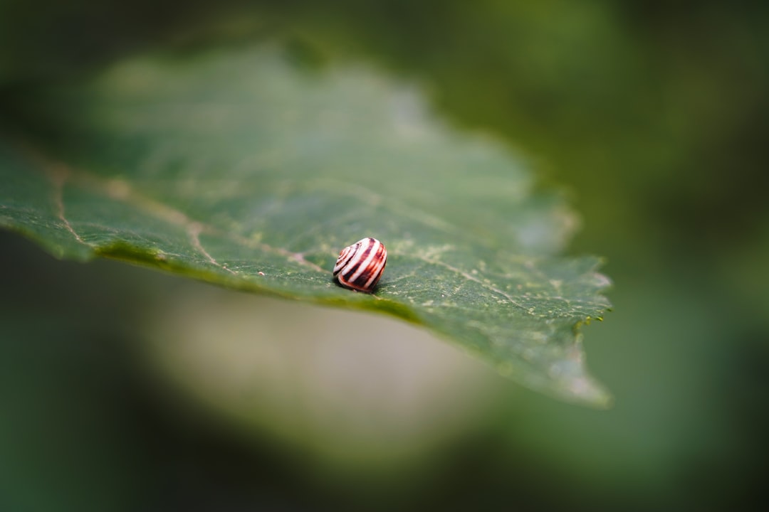 The Secret to a Gorgeous Garden: Low - Maintenance Groundcovers