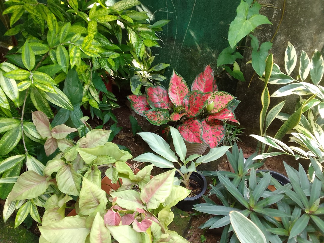 The Secret to a Thriving Indoor Plant Oasis