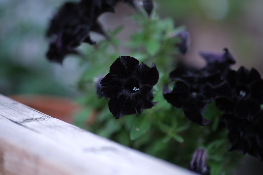 The Enigmatic Allure of Black Flowers in Your Garden
