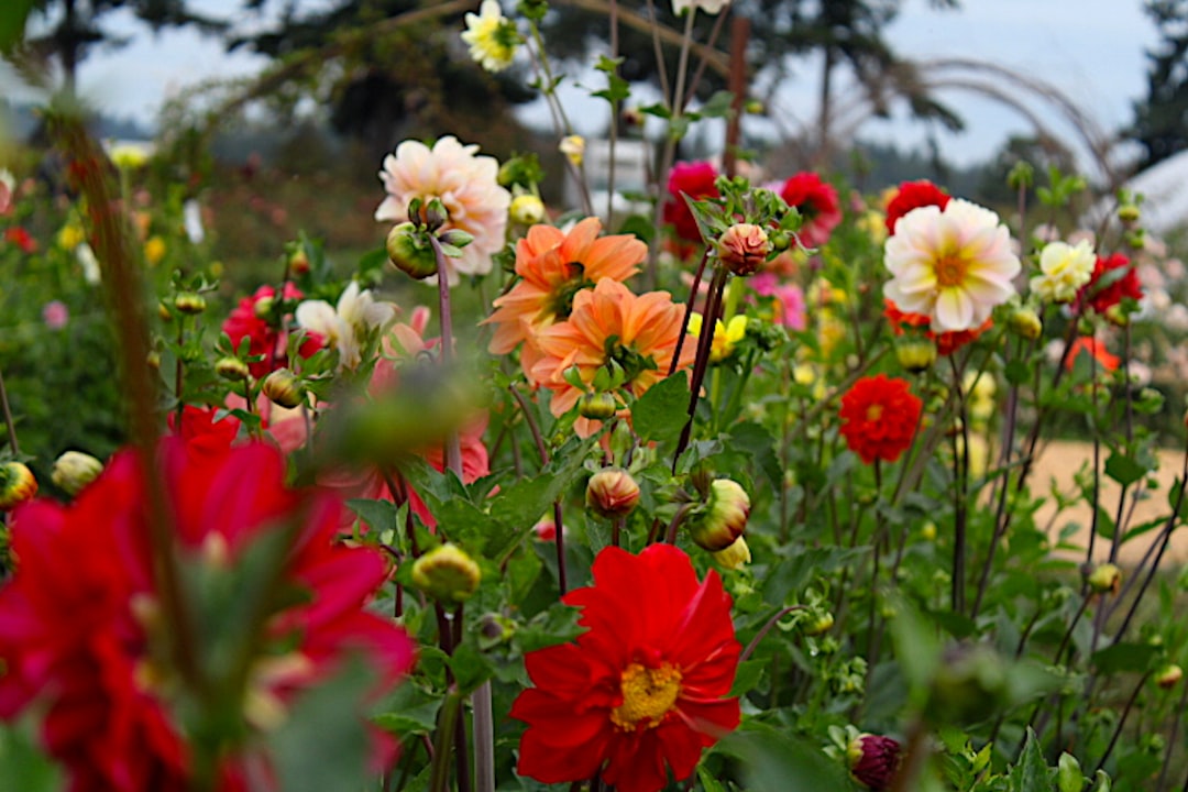 The Enchanting Globe Amaranth: A Summer Gardening Delight