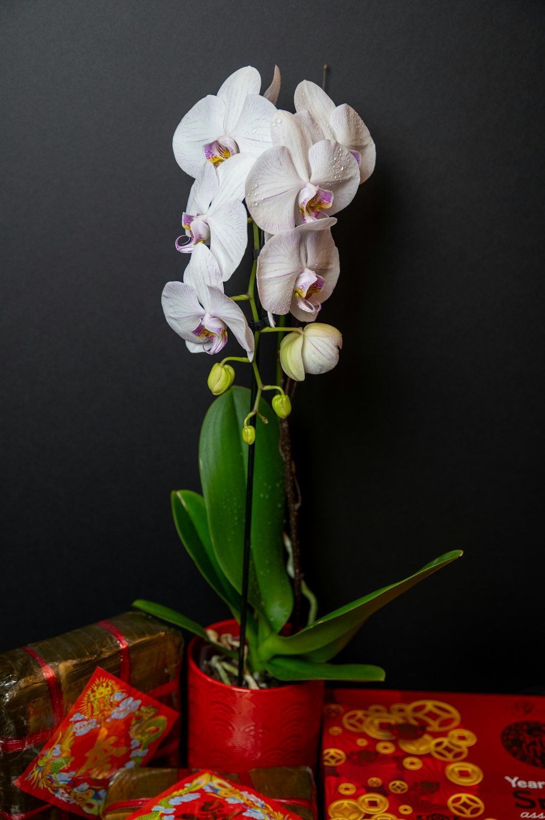 The Secret to Gifting Houseplants That Delight