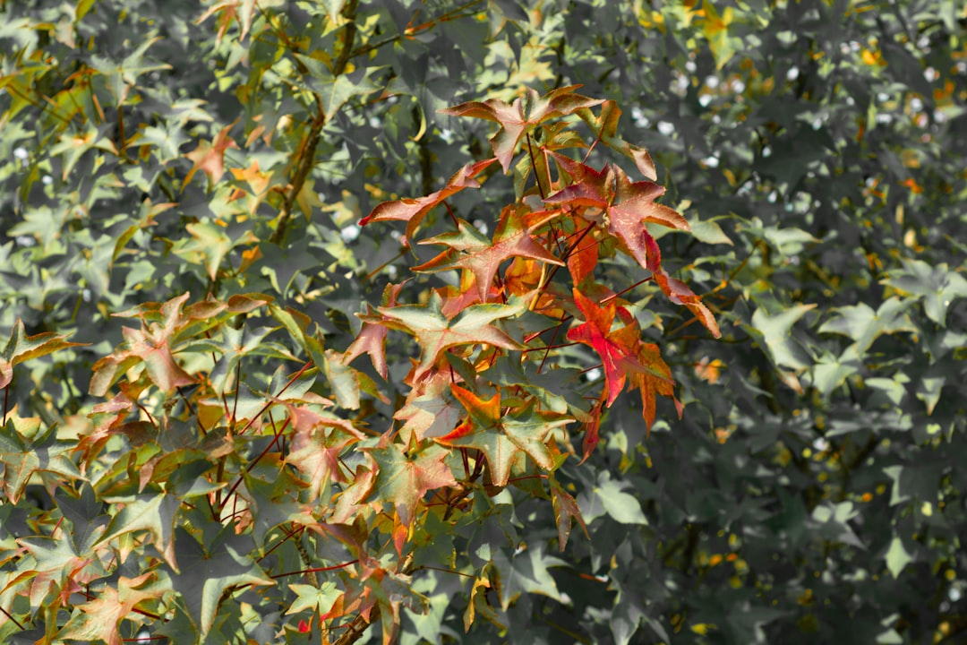 The Colorful World of Bell Peppers: A Guide to Cultivation