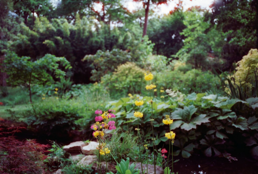 Unveiling the Wonders of a Beginner-Friendly Shade Garden