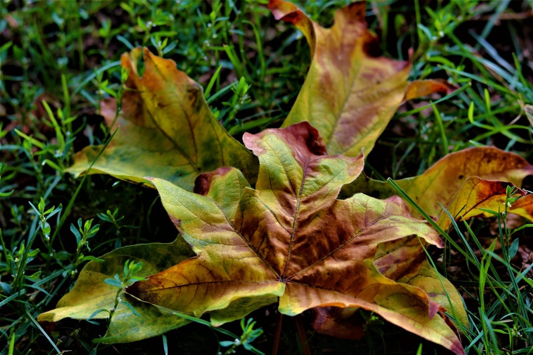 Unveiling the Secrets of Goldenrod Growth