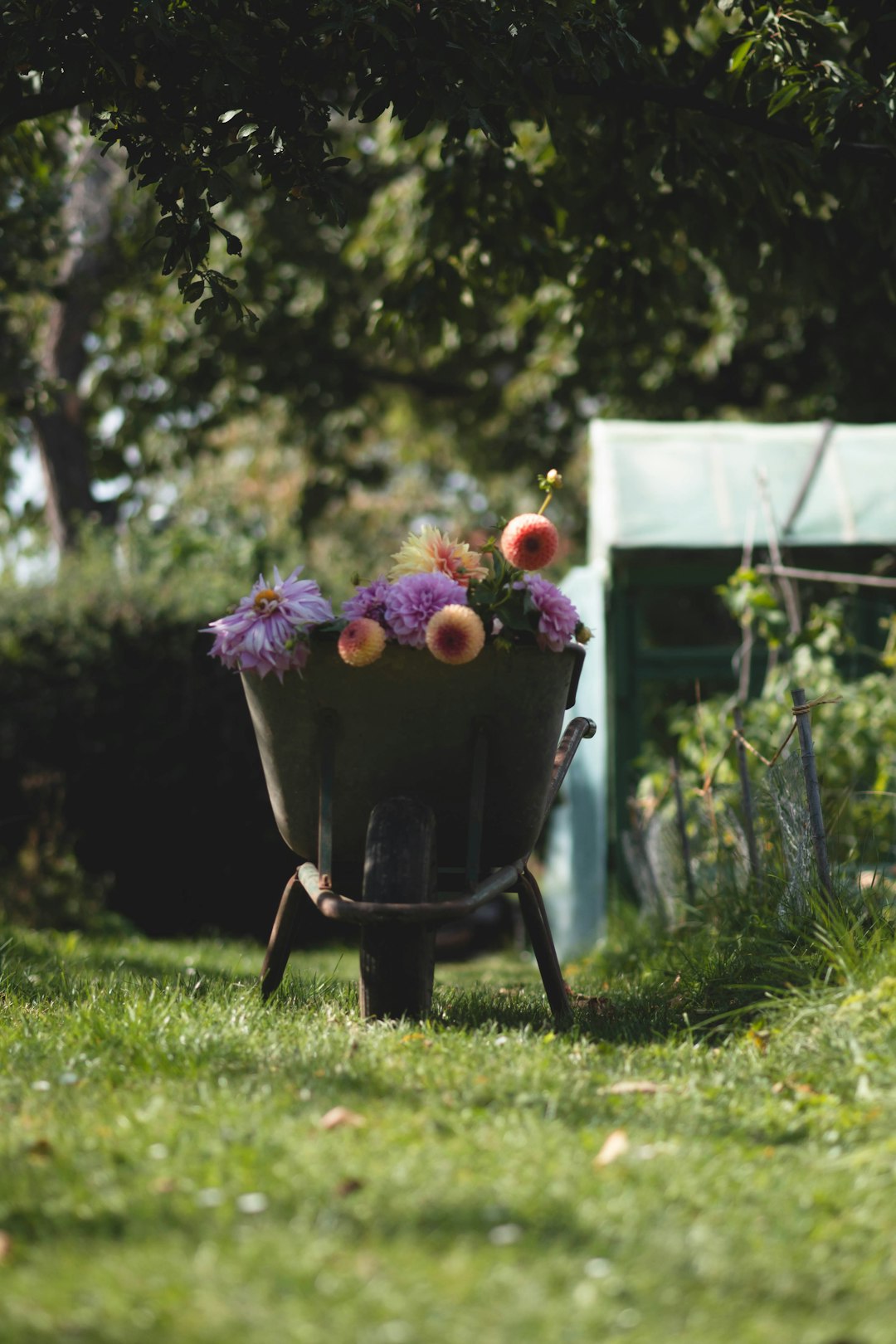 The Art of Timely Tomato Harvesting