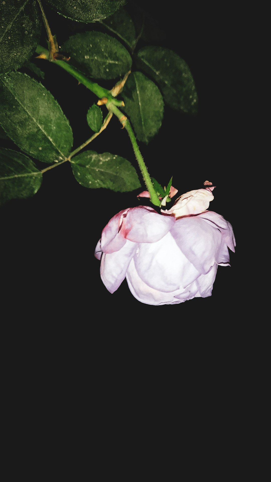 Unveiling the Secrets of Rex Begonias: A Gardener's Guide