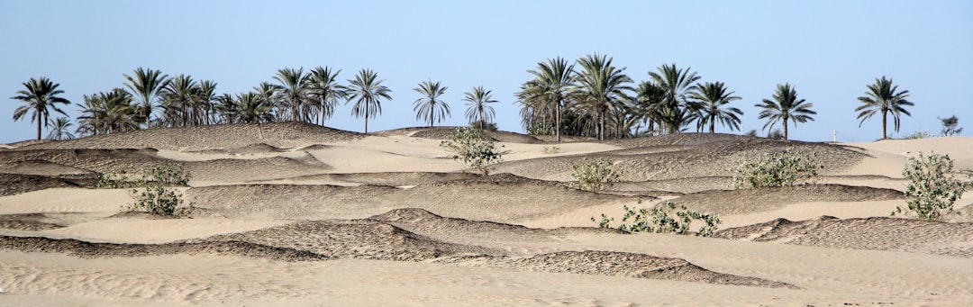 The Unsung Heroes of Your Garden: Perennial Groundcovers