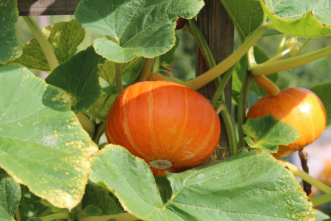 Unveiling the Secrets of Cultivating Evolvulus: A Blue - Hued Gardening Delight