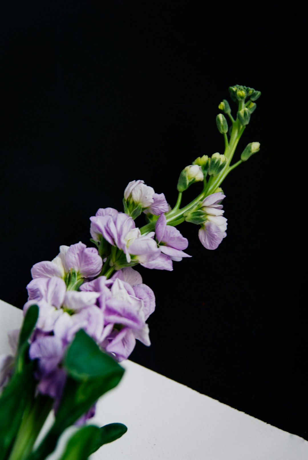 Transform Your Space with Spring's Floral Delights