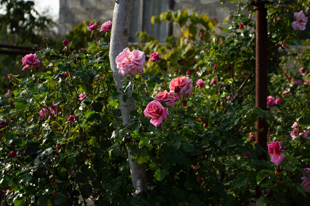 The Enchanting Allure of an English - style Garden