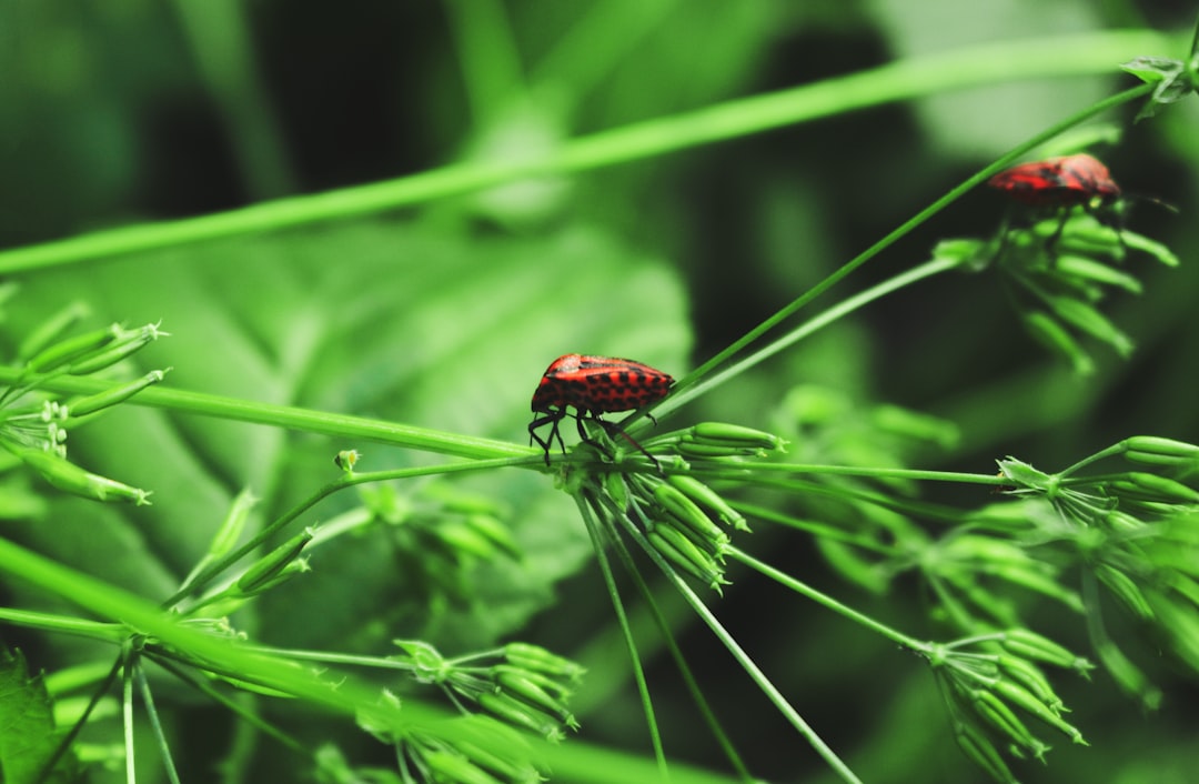 The Hidden Pitfalls of Japanese Beetle Traps and Alternative Solutions