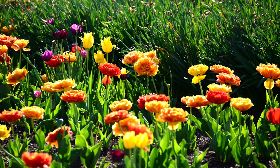 Unveiling the Enchantment of Cottage Gardens
