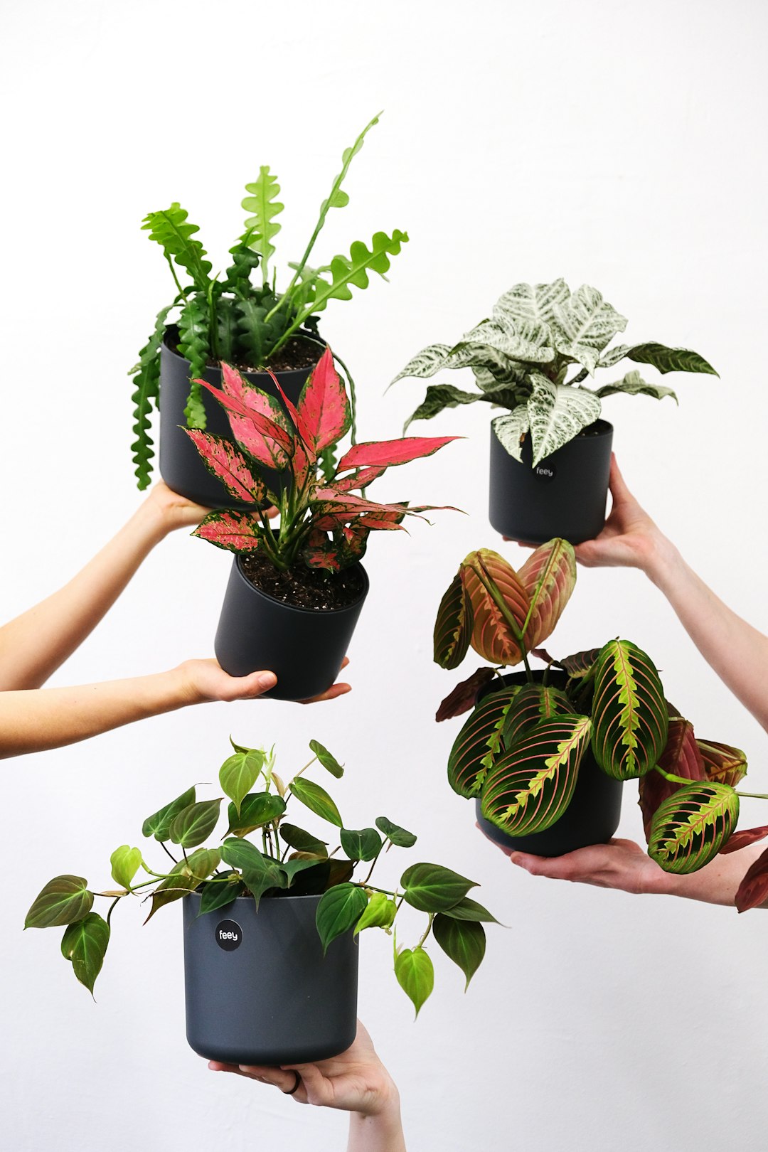 Unveiling the Secrets to Healthy Tomato Plants: Avoiding Catfacing