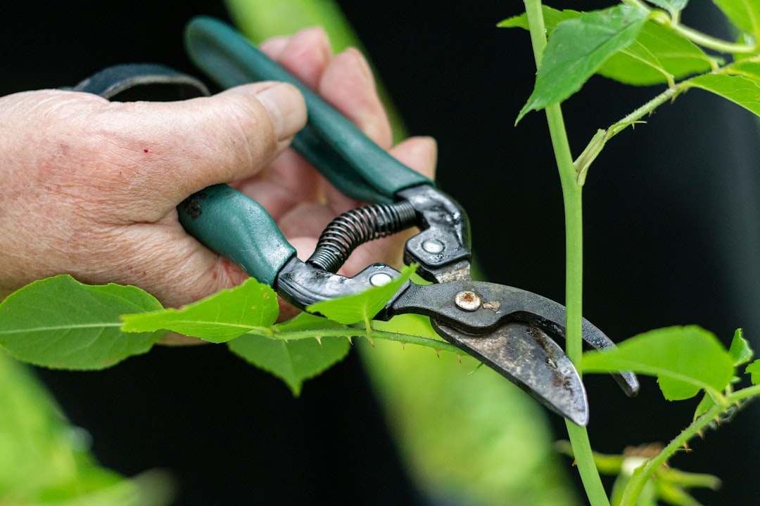 The Art of Basil Pruning: A Guide to Bountiful Growth