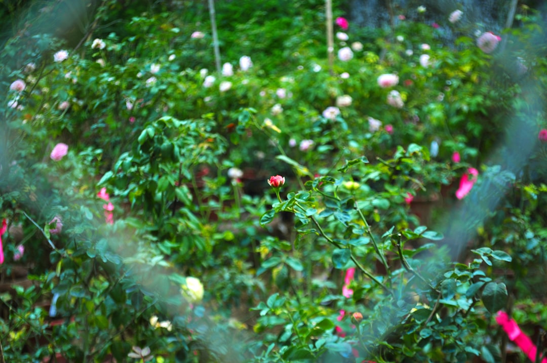 The Hidden Gem of the Garden: Chia