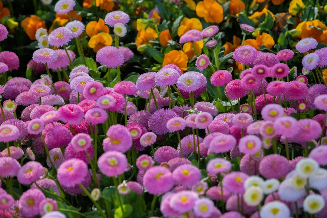 The Secret Life of Sunflowers: Annuals vs. Perennials