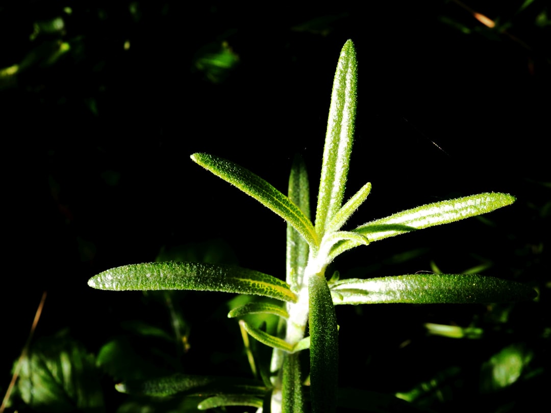 The Secret Weapons in Your Garden: Companion Plants for Weed Control