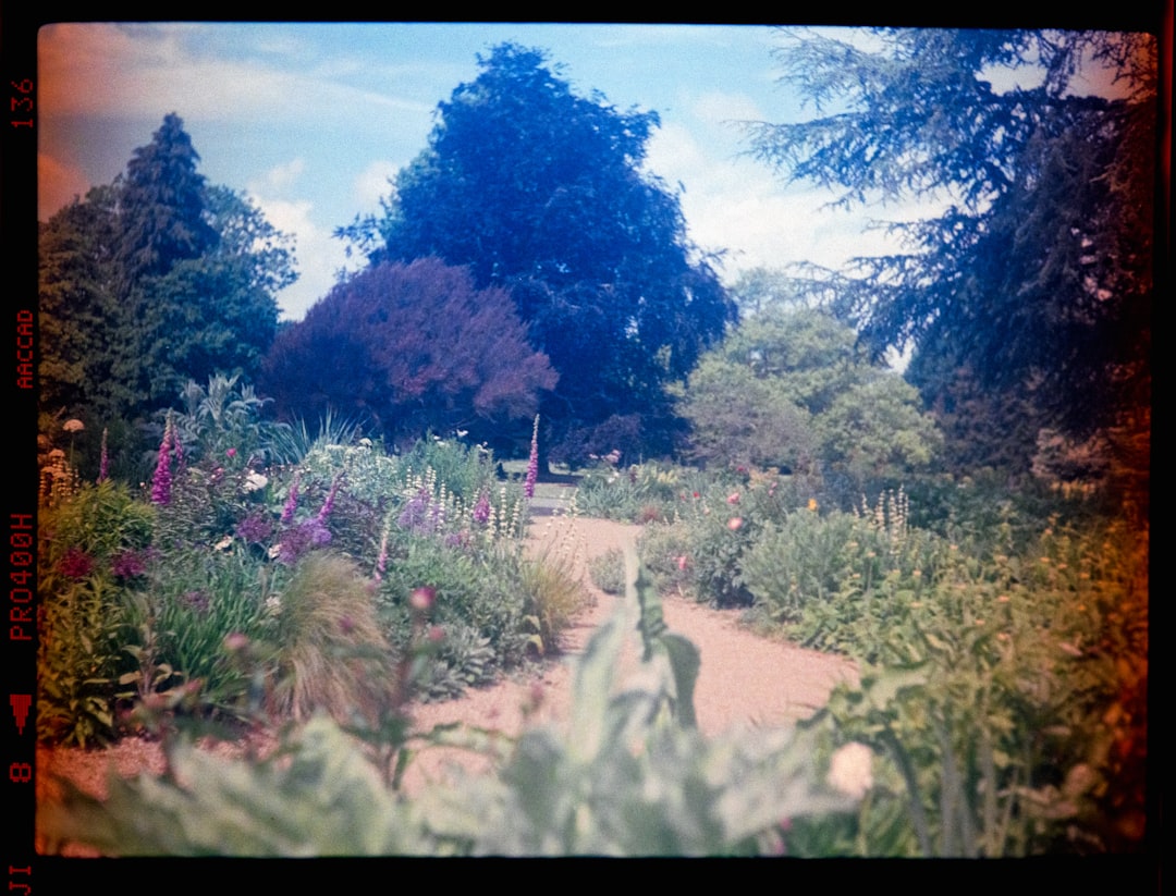 Unleash the Beauty of Hydrangeas: Propagation Methods for Your Garden