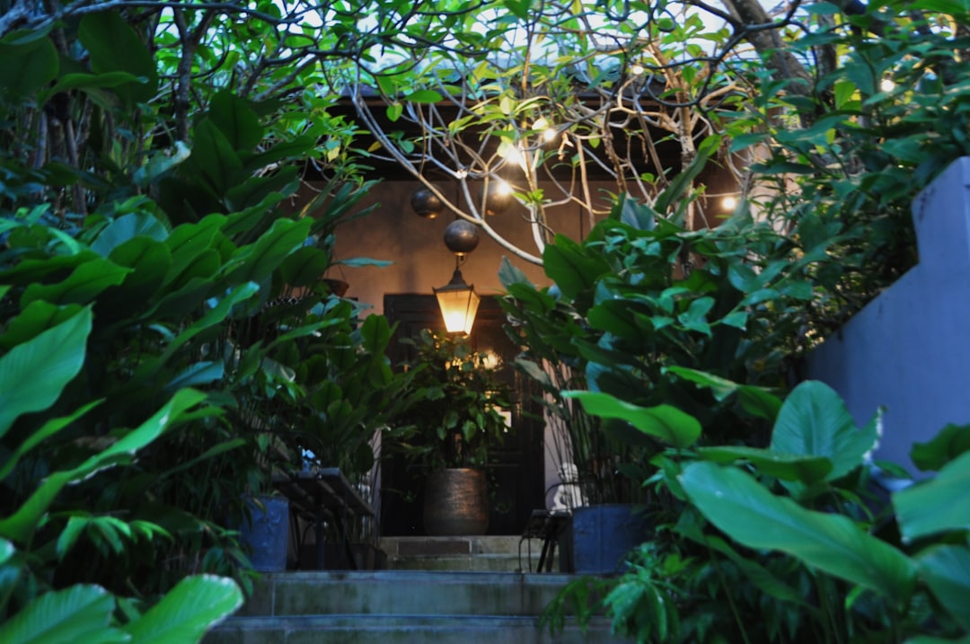 The Art of Perennial Gardening: A Guide to Blossoming Success