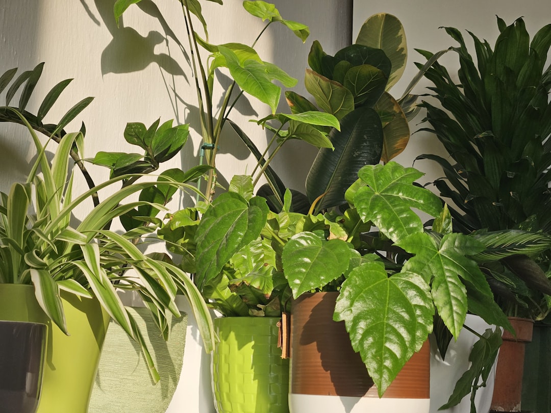 Unleashing the Magic of Outdoor Potted Plant Growth